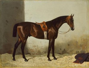 Brauner w stajni